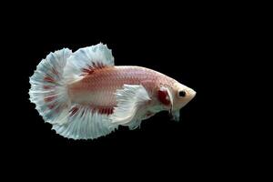 magnifique dansant de fantaisie Dumbo oreille betta poisson photo