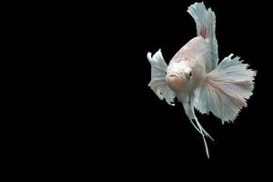 magnifique dansant de fantaisie Dumbo oreille betta poisson photo