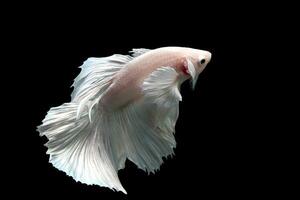 neige blanc platine demi Lune Dumbo oreille betta poisson photo