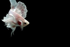 magnifique dansant de fantaisie Dumbo oreille betta poisson photo