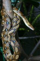 magnifique serpent, le réticulé python est une python espèce originaire de à Sud et sud-est Asie. photo