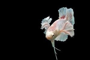 magnifique dansant de fantaisie Dumbo oreille betta poisson photo