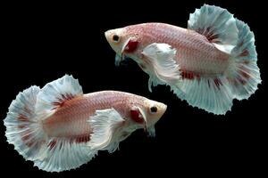 magnifique dansant de fantaisie Dumbo oreille betta poisson photo