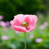 ai généré une Célibataire rose coquelicot dans le centre de le Cadre avec une flou vert Contexte et beaucoup de copie espace. photo