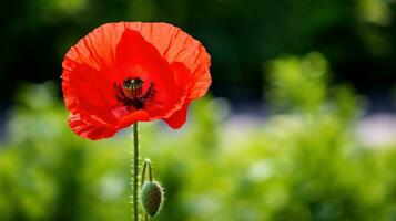 ai généré une rouge coquelicot avec flou verdure dans le Contexte photo