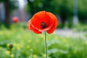 ai généré une rouge coquelicot avec une flou vert Contexte et beaucoup de copie espace. photo