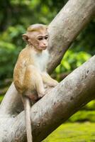 Jeune toque macaque singe de sri lanka séance sur le arbre. photo