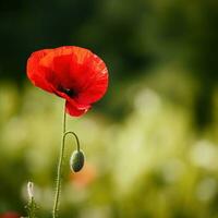 ai généré une rouge coquelicot avec une flou vert Contexte et beaucoup de copie espace. photo