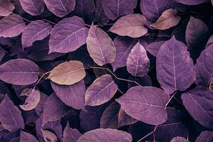 violet Japonais renouée plante feuilles dans le la nature dans l'automne saison photo