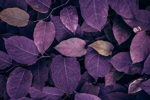 violet Japonais renouée plante feuilles dans le la nature dans l'automne saison photo