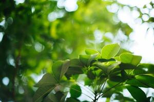 fond de feuille verte photo