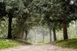 sentier dans la forêt de pins brumeux