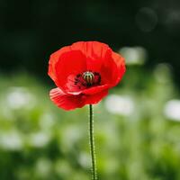 ai généré une rouge coquelicot avec une flou vert Contexte et beaucoup de copie espace. photo