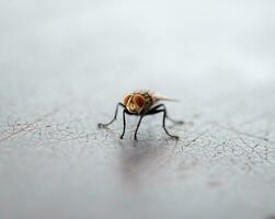 mouche insecte transporteurs de maladie photo