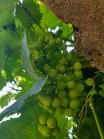 le beauté de une vigne photo