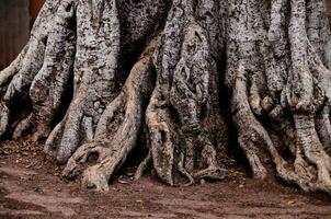 les racines d'un arbre photo