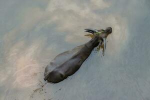 le l'eau buffle ou national asiatique l'eau. photo