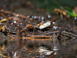 macro de rouge fourmi à bouge toi larve proche en haut sur le sol dans la nature. photo