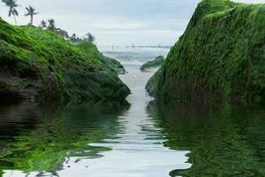 vert algues sur rochers à le plage. photo