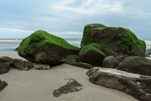 vert algues sur rochers à le plage. photo