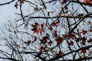 rouge feuilles érable sur branche dans le l'hiver. photo