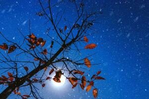 rouge feuilles sur des arbres dans l'automne avec ciel et Soleil. photo