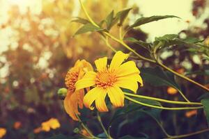 mexicain tournesol dans ancien couleur. photo