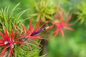 tillandsia air plante dans le la nature. photo