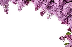 ai généré lilas Cadre sur une blanc Contexte fleur photo