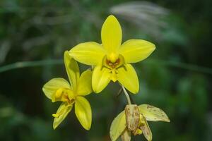 Jaune sol orchidées fleur. photo