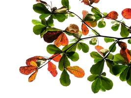 Orange et vert feuilles sur branche. photo