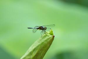 libellule est assis sur une lotus feuille. photo