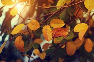 Jaune feuilles dans l'automne. photo