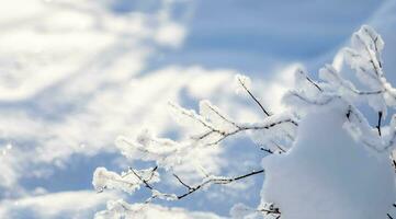 la magie hiver neigeux paysage avec duveteux neige sur brindilles, jouer lumière et ombre sur neige. copie espace. photo