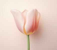 ai généré un image de une blanc et rose tulipe sur blanc Contexte avec une lumière rose arrière-plan, photo