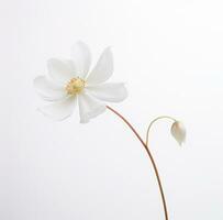 ai généré une Facile blanc fleur est isolé photo