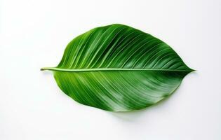 ai généré une tropical feuille sur une blanc surface. photo