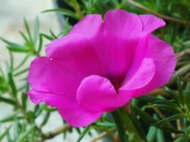 purslane des roses ou Rose mousse est un ornemental plante qui appartiennent à le famille portulacacées. rose fleur épanouissement sur le jardin. sélectif se concentrer. brillant Couleur fleur photo