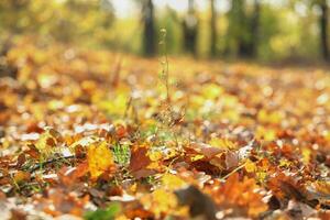 ensoleillé journée dans le l'automne forêt avec Jaune feuilles photo