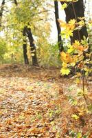 ensoleillé journée dans le l'automne forêt avec Jaune feuilles photo