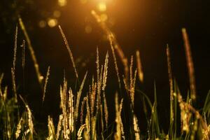 fleurs herbe avec lumière Contexte. photo