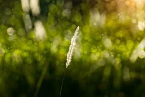 fleur herbe avec lumière Contexte. photo