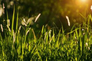 fleurs herbe avec lumière du soleil Contexte. photo