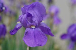 iris barbu violet photo