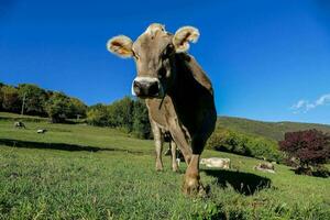 une vache est permanent dans le herbe sur une ensoleillé journée photo