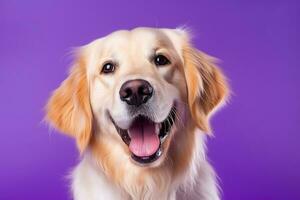 ai généré une fermer portrait de une d'or retriever chiot sur une violet Contexte photo