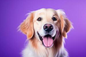 ai généré une fermer portrait de une d'or retriever chiot sur une violet Contexte photo