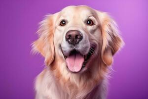 ai généré une fermer portrait de une d'or retriever chiot sur une violet Contexte photo