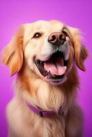 ai généré une fermer portrait de une d'or retriever chiot sur une violet Contexte photo