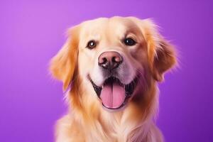 ai généré une fermer portrait de une d'or retriever chiot sur une violet Contexte photo